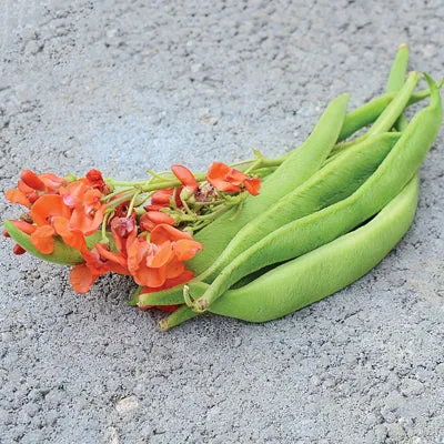 Bean Seeds Scarlet Emperor Runner Bean - Beautiful Flowering Bean