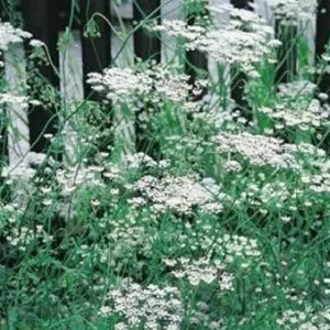 Herb Seeds Anise