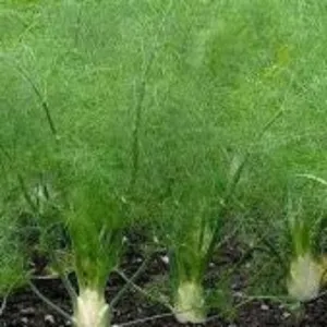 Herb Seeds Fennel