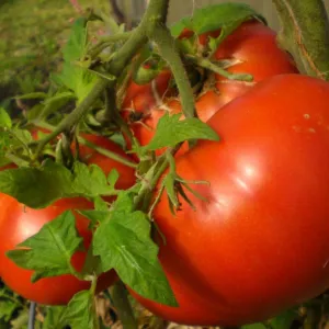 Tomato Seeds Beefsteak (Heirloom)